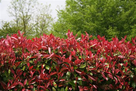 All About Photinia Hedge Varieties .